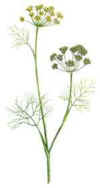 Hinojo (Foeniculum 
                              
 
                              vulgare).jpg 
 (10086 bytes)