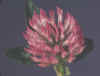 Trifolium pratense.jpg 
                              
 
                              (34246 
 bytes)