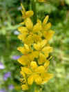 agrimonia eupatoria.jpg 
                              
 
                              (26359 
 bytes)