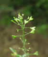 capsella bursa-pastoris.jpg 
                              (30601 
                              bytes)