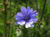 cichorium 
                              
 
                              intybus.jpg 
                              
 (23854 
 bytes)