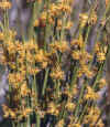 ephedra.jpg (25341 bytes)