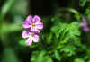 geranium robertianum.jpg 
                              (27443 
                              bytes)