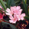 nerium 
                              oleander.jpg 
                              (27927 
                              bytes)