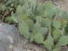 nopal.jpg (35480 bytes)