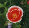 papaver-rhoeas-03.jpg (53909 bytes)