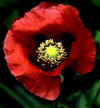 papaver somniferum.jpg 
                              (19056 
                              bytes)