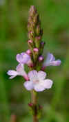 verbena officinalis.jpg 
                              (18038 
                              bytes)